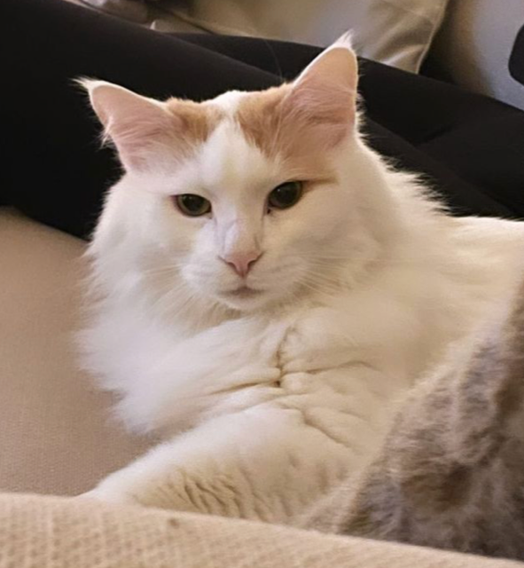 Sibirisk katt Hermes